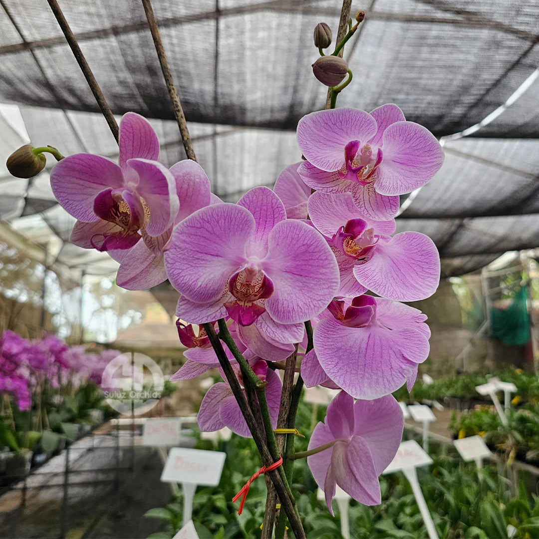 Mixed Doritaenopsis Orchid Flower seeds for Planting - Drought Tolerant, Heirloom & GMO Free Seeds for Home Garden