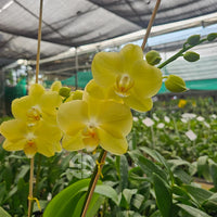 Yellow Phalaenopsis Orchid Plant Seeds for Planting