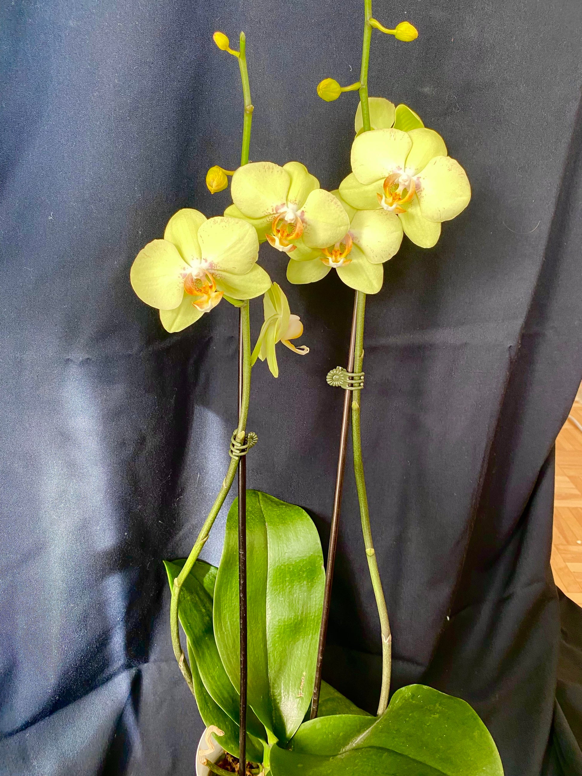 Green Pink Phalaenopsis Orchid Flower seeds for Planting Drought Tolerant Heirloom & GMO Free Seeds for Home Garden 
 
 Sale