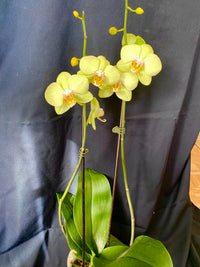 Green Pink Phalaenopsis Orchid Flower seeds for Planting Drought Tolerant Heirloom & GMO Free Seeds for Home Garden 
 
 Sale