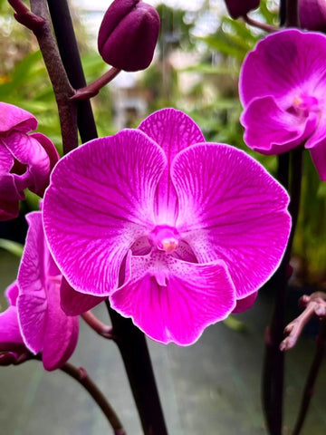 Violet Hydroponic Orchid Seeds for Easy Planting