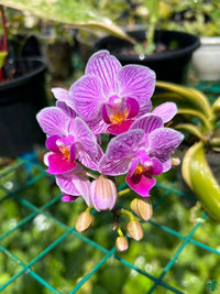 Violet Hydroponic Orchid Seeds for Easy Planting