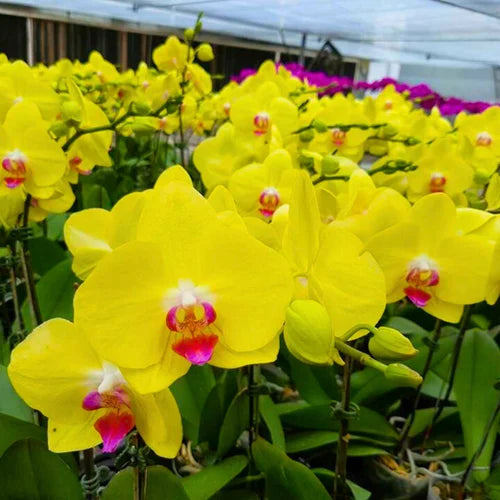 Green Phalaenopsis Flower Seeds for Planting Sun Loving Heirloom & GMO Free Seeds for Home Garden
 
 Sale