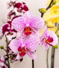 Phalaenopsis Orchid Flower seeds for Planting - Bright Blooms, Heirloom & GMO Free Seeds for Home Garden