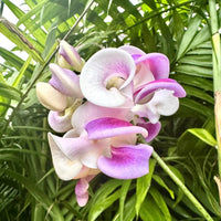 Vigna Caracalla Flower seeds for Planting - Cottage Garden Essential, Heirloom & GMO Free Seeds for Home Garden
