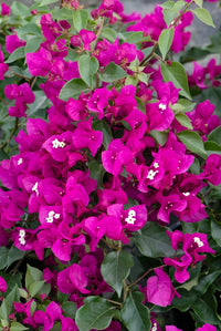 Dark Violet Bougainvillea Flower Seeds for Planting – Hardy Variety Heirloom & NonGMO Seeds for Home Garden
 
 Sale