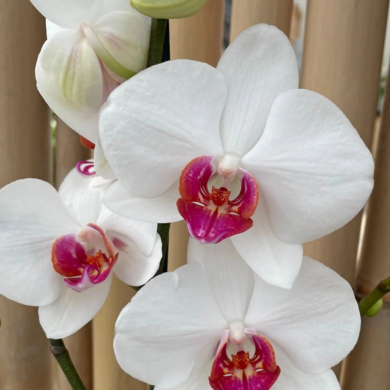 Phalaenopsis orchids flowers planting Flower seeds for Planting Long Bloom Season Heirloom & GMO Free Seeds for Home Garden