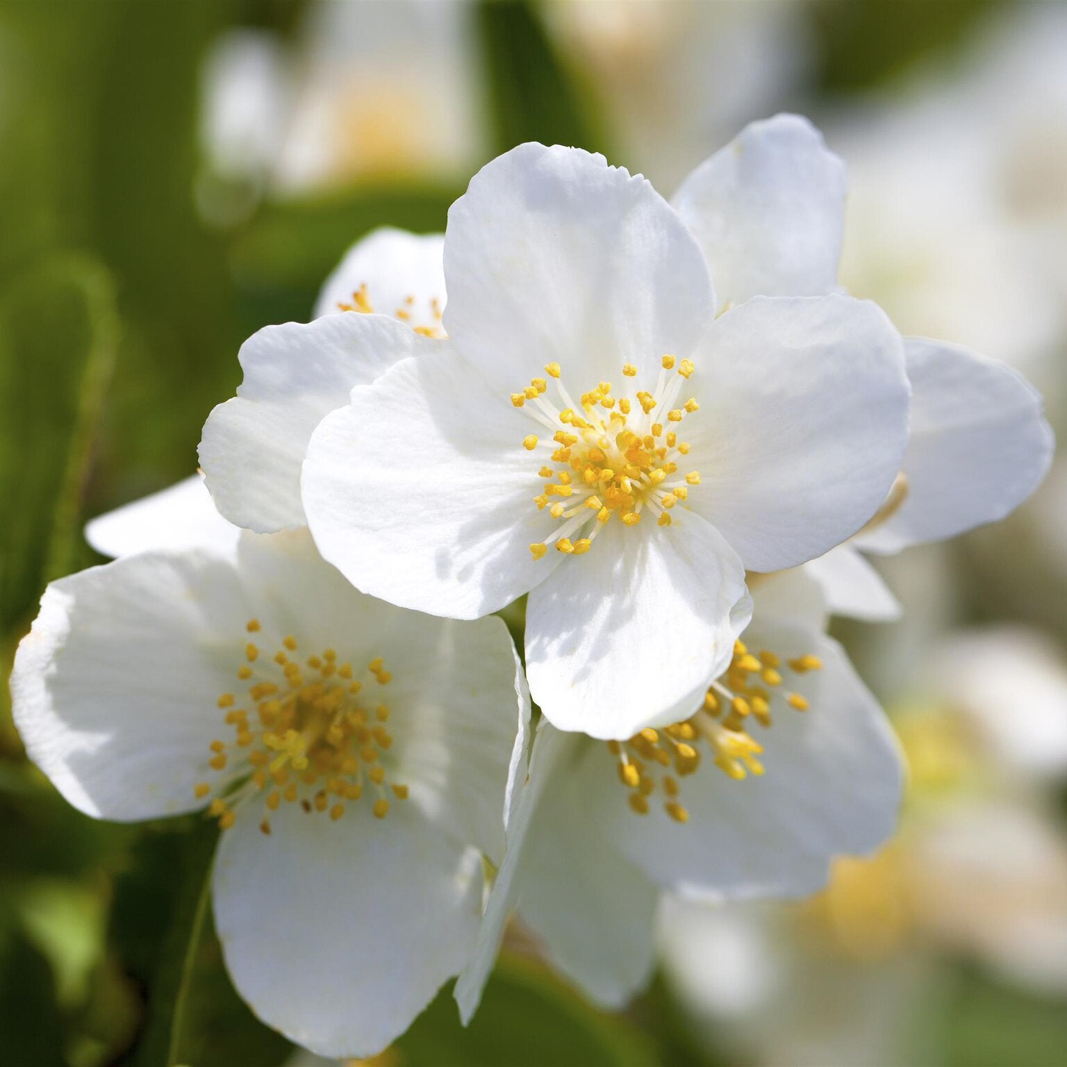 Philadelphus Coronarius Flower seeds for Planting - Perfect for Borders, Heirloom & GMO Free Seeds for Home Garden