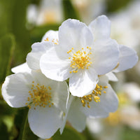 Philadelphus Coronarius Flower seeds for Planting - Perfect for Borders, Heirloom & GMO Free Seeds for Home Garden