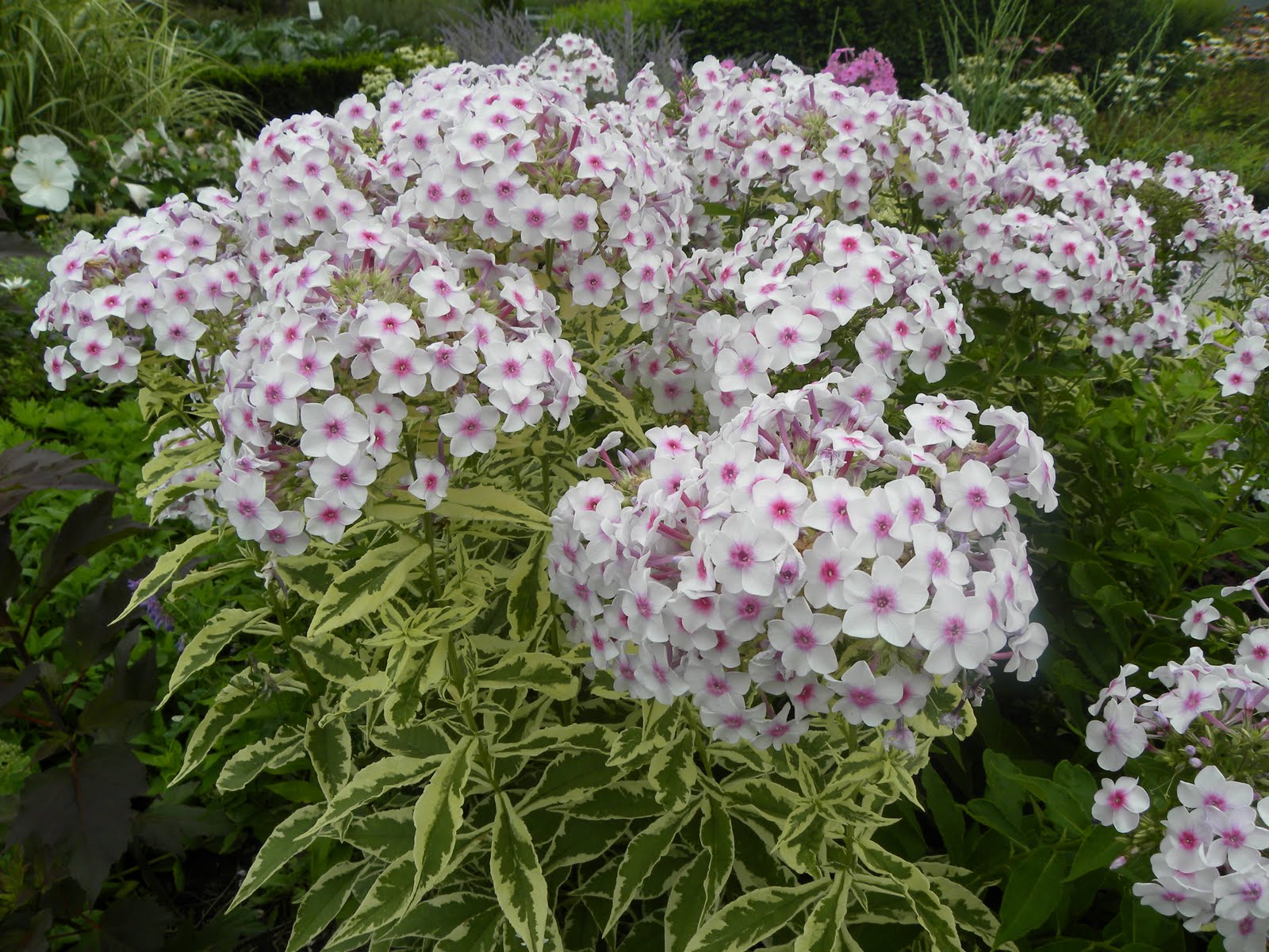 White-Pink Nora Leigh Flower seeds for Planting - Long Bloom Season, Heirloom & GMO Free Seeds for Home Garden