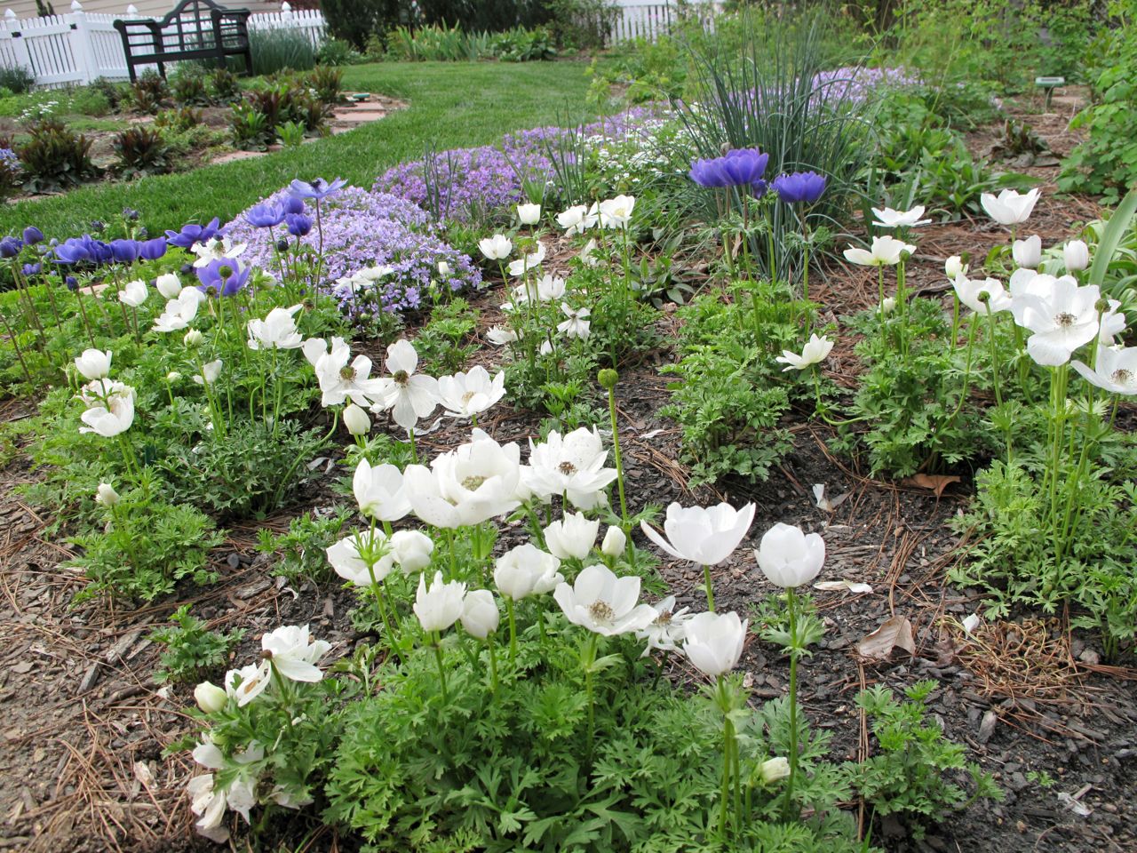 White Nevadensis Flower Seeds for Planting | Elegant White Blooms for Your Garden