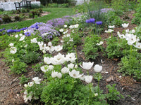 White Nevadensis Flower Seeds for Planting | Elegant White Blooms for Your Garden