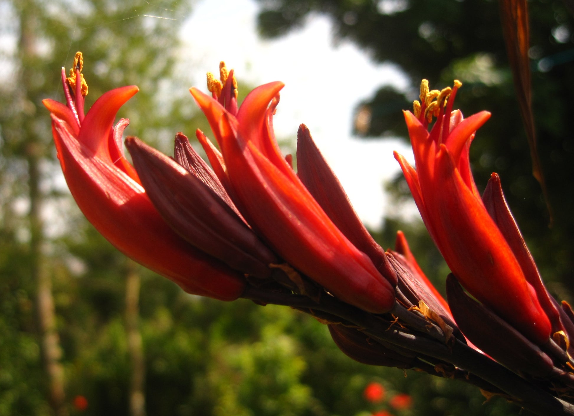 Red Phormium Flower seeds for Planting - Premium Quality, Heirloom & GMO Free Seeds for Home Garden