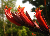 Red Phormium Flower seeds for Planting - Premium Quality, Heirloom & GMO Free Seeds for Home Garden
