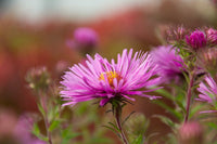Heirloom Aster Flower seeds for Planting Wildflower Mix Heirloom & GMO Free Seeds for Home Garden