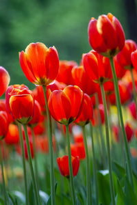 Red Tulip Flower seeds for Planting - Low Maintenance, Heirloom & GMO Free Seeds for Home Garden
