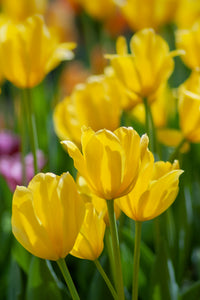 Yellow Tulip Flower Seeds for Garden Low Maintenance Heirloom & GMO Free Seeds for Home Garden
 
 Sale