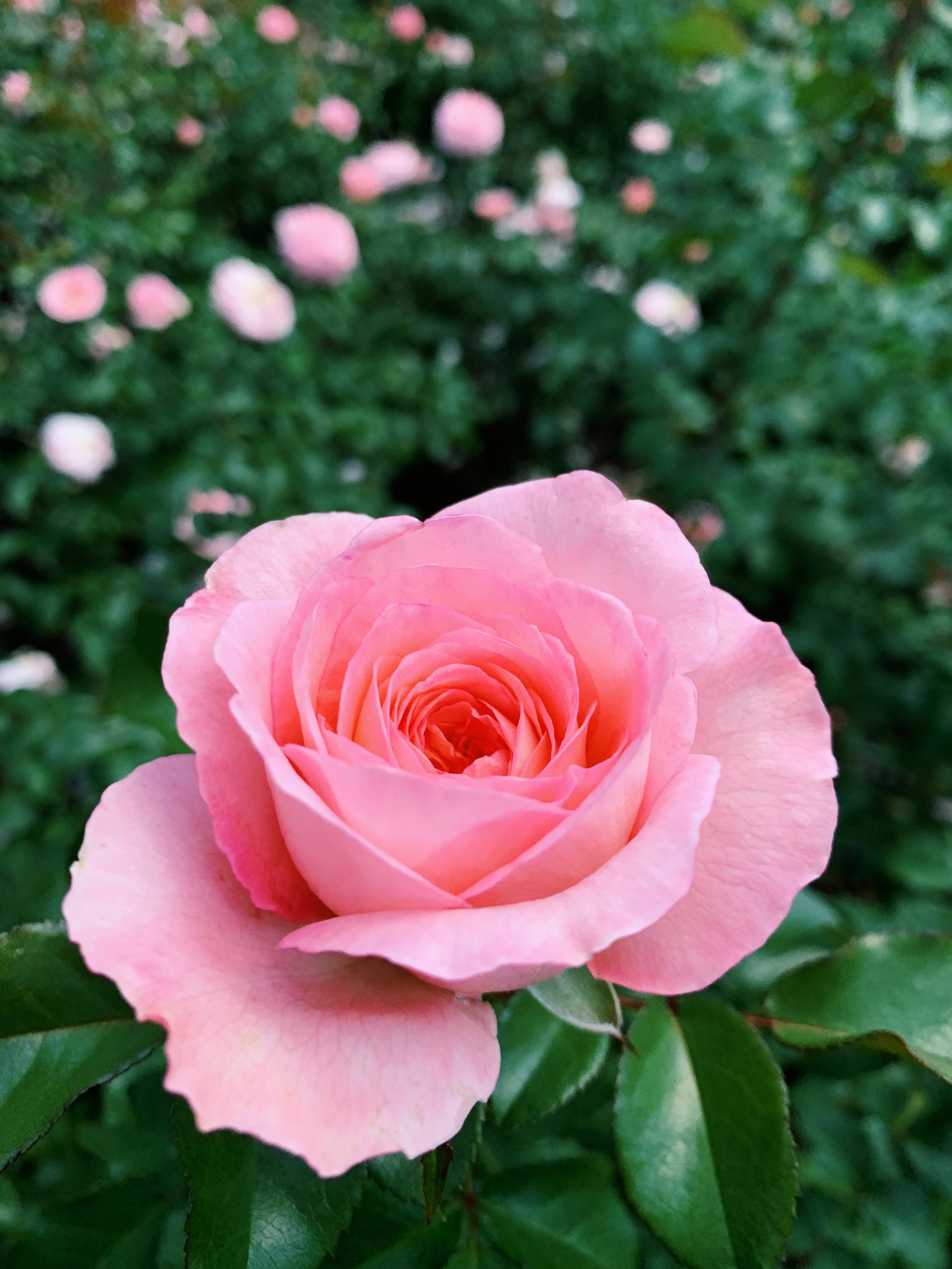 Baby Pink Dragon Rose Flower seeds for Planting - Cottage Garden Essential, Heirloom & GMO Free Seeds for Home Garden