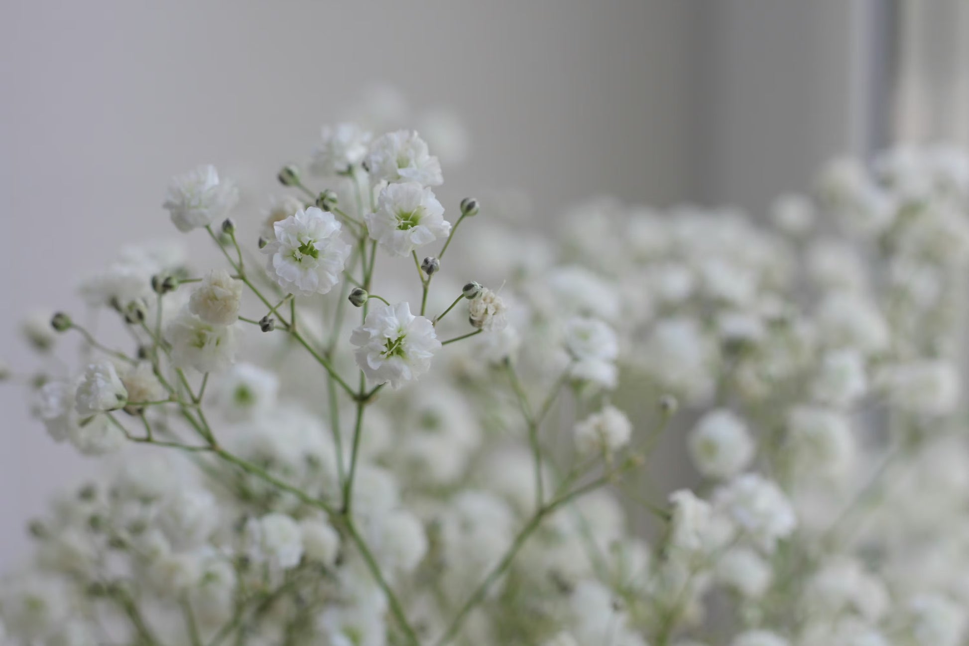 Gypsophila Flower seeds for Planting Premium Quality Heirloom & GMO Free Seeds for Home Garden