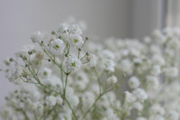 Gypsophila Flower seeds for Planting Premium Quality Heirloom & GMO Free Seeds for Home Garden