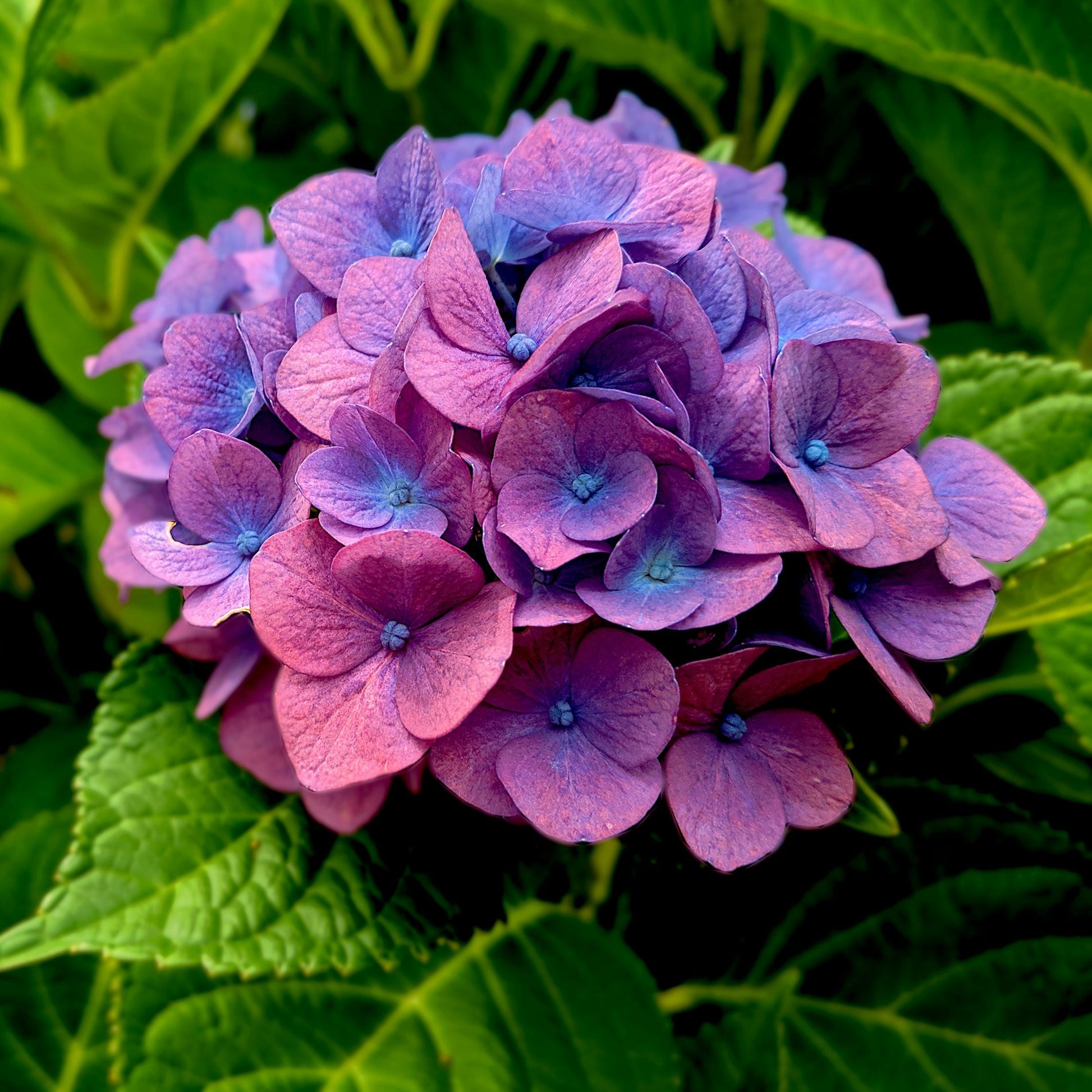 Violet Hydrangea Flower seeds for Planting - Seasonal Bloomer, Heirloom & GMO Free Seeds for Home Garden
