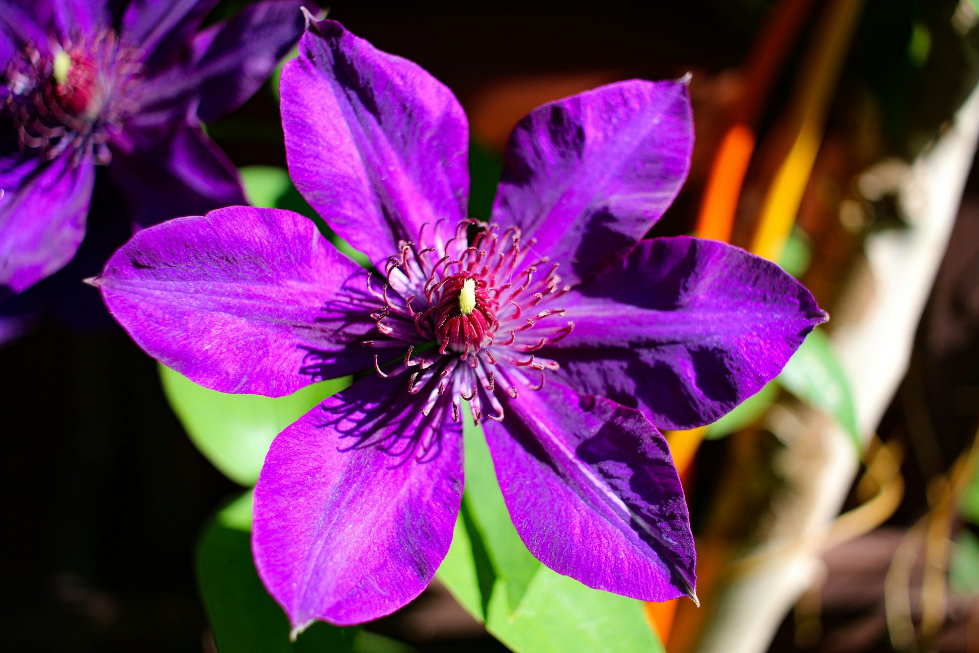 Yellow Purple Clematis Flower seeds for Planting - Pollinator Friendly, Heirloom & GMO Free Seeds for Home Garden