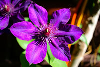 Yellow Purple Clematis Flower seeds for Planting - Pollinator Friendly, Heirloom & GMO Free Seeds for Home Garden