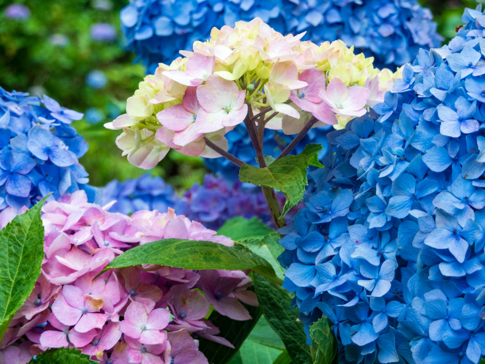 Pink Hydrangea Flower seeds for Planting - Cottage Garden Essential, Heirloom & GMO Free Seeds for Home Garden