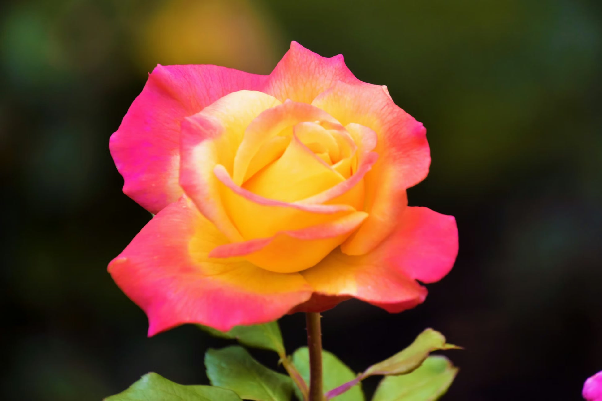 Pink Yellow Rose Flower seeds for Planting - Vibrant Colors, Heirloom & GMO Free Seeds for Home Garden
