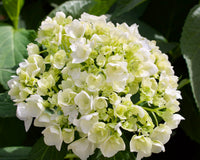 Green White Hydrangea Flower seeds for Planting Fragrant Blossoms Heirloom & GMO Free Seeds for Home Garden 
 
 Sale
