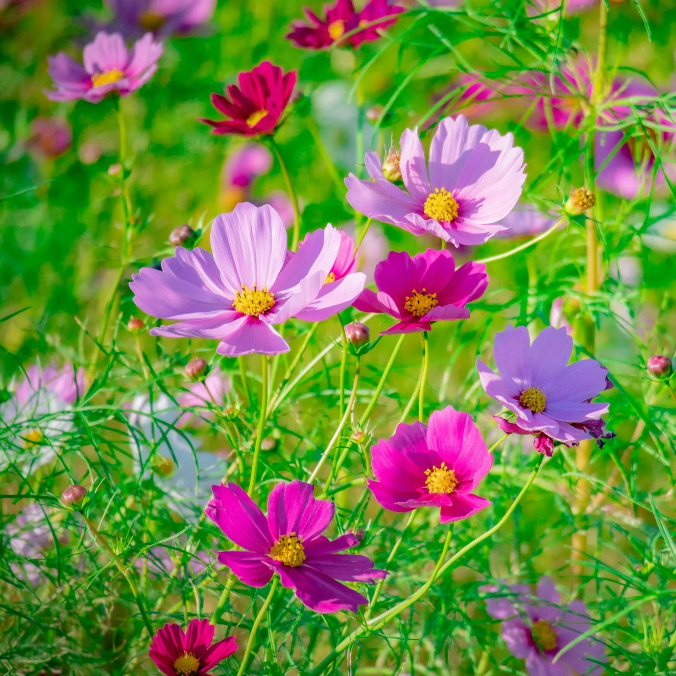 Heirloom Cosmos Bipinnatus Flower seeds for Planting Compact Growth Heirloom & GMO Free Seeds for Home Garden