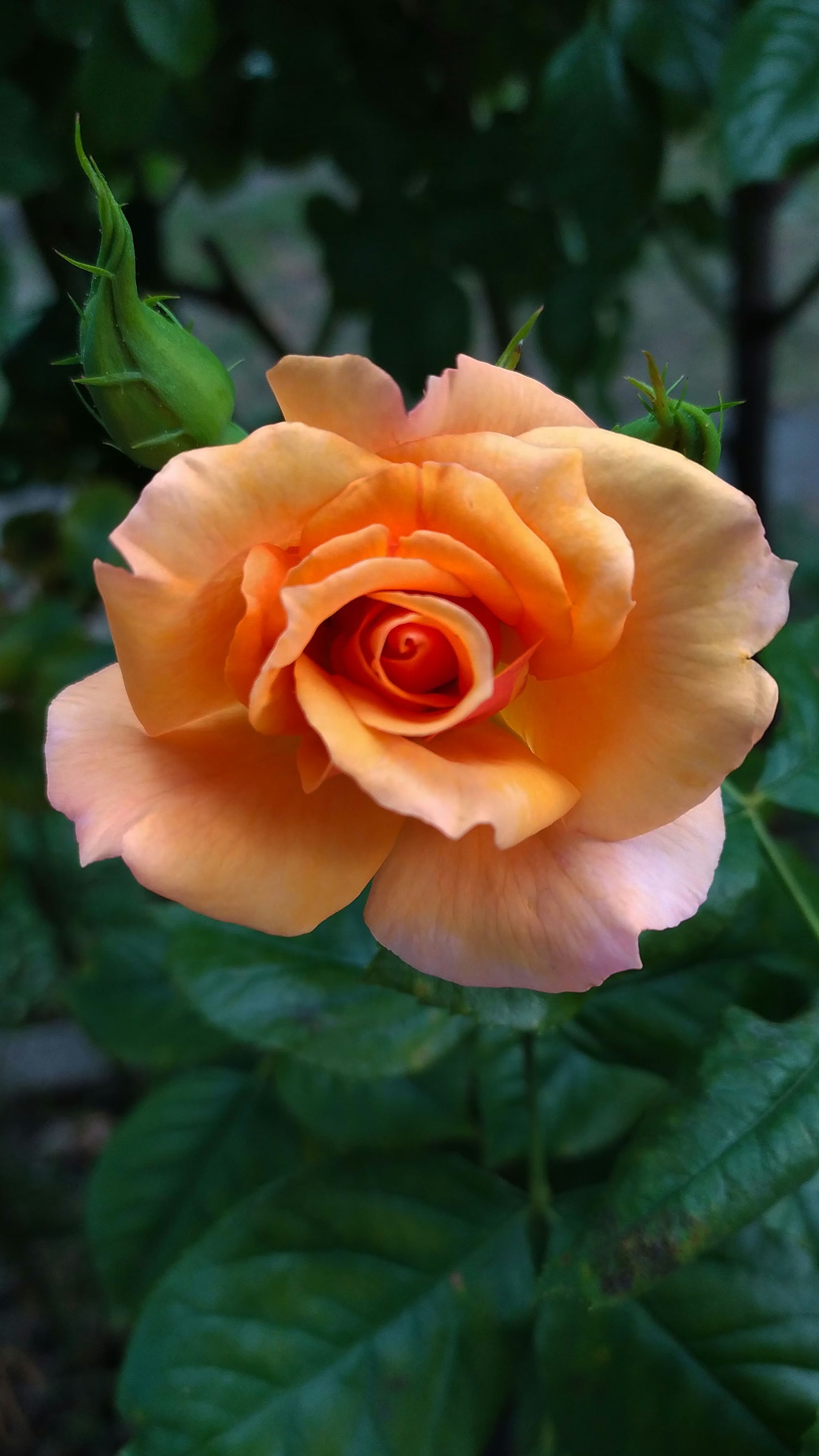 Light Orange Rose Flower seeds for Planting - Sun Loving, Heirloom & GMO Free Seeds for Home Garden
