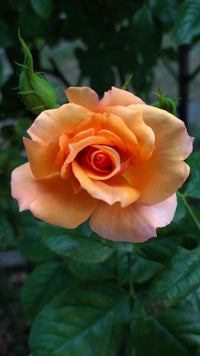 Light Orange Rose Flower seeds for Planting - Sun Loving, Heirloom & GMO Free Seeds for Home Garden