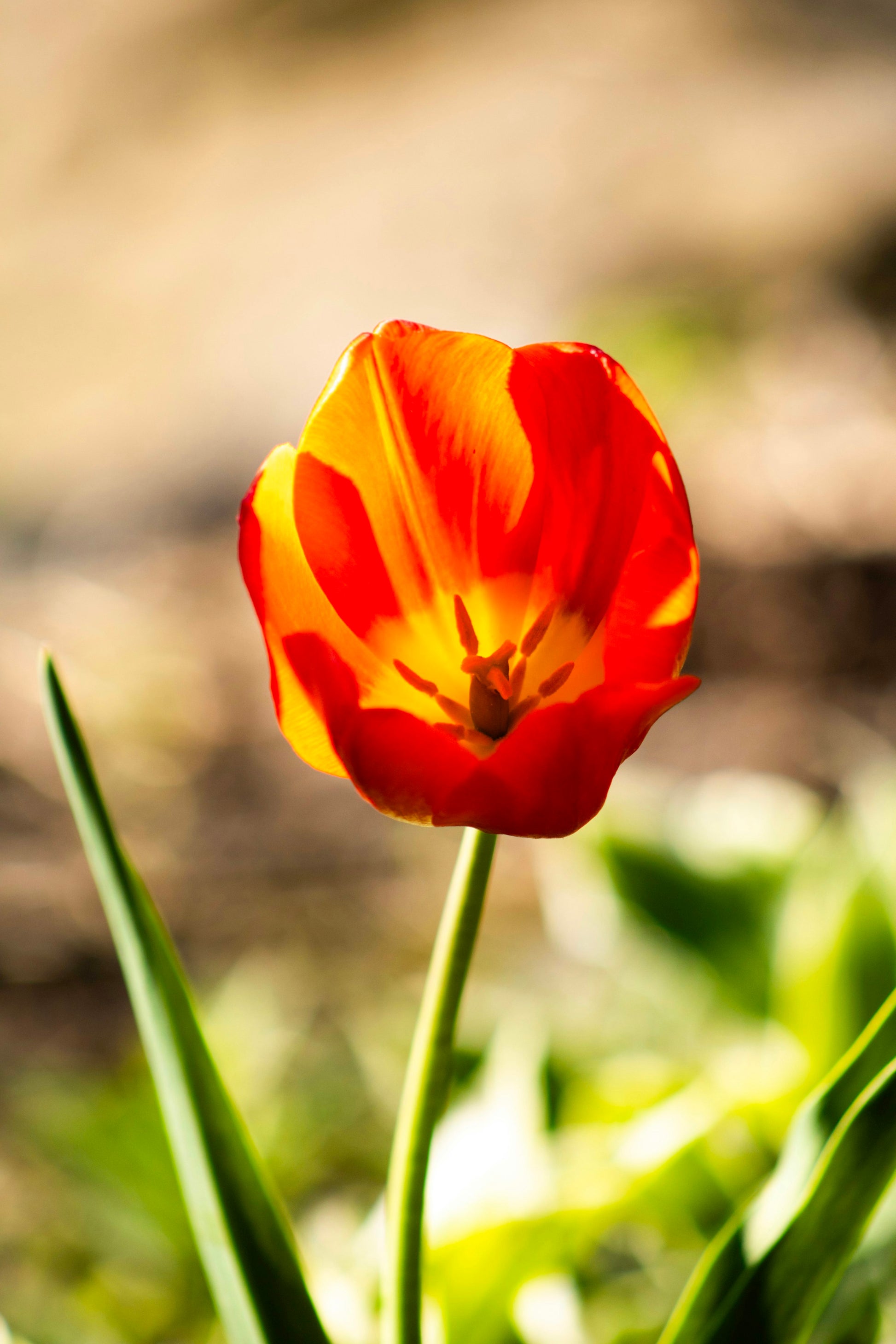 Orange Red Tulip Flower Seeds for Planting – Heirloom NonGMO Organic Garden Seeds – Bright Blooms High Germination
 
 Sale