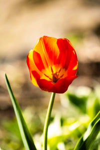 Orange Red Tulip Flower Seeds for Planting – Heirloom NonGMO Organic Garden Seeds – Bright Blooms High Germination
 
 Sale