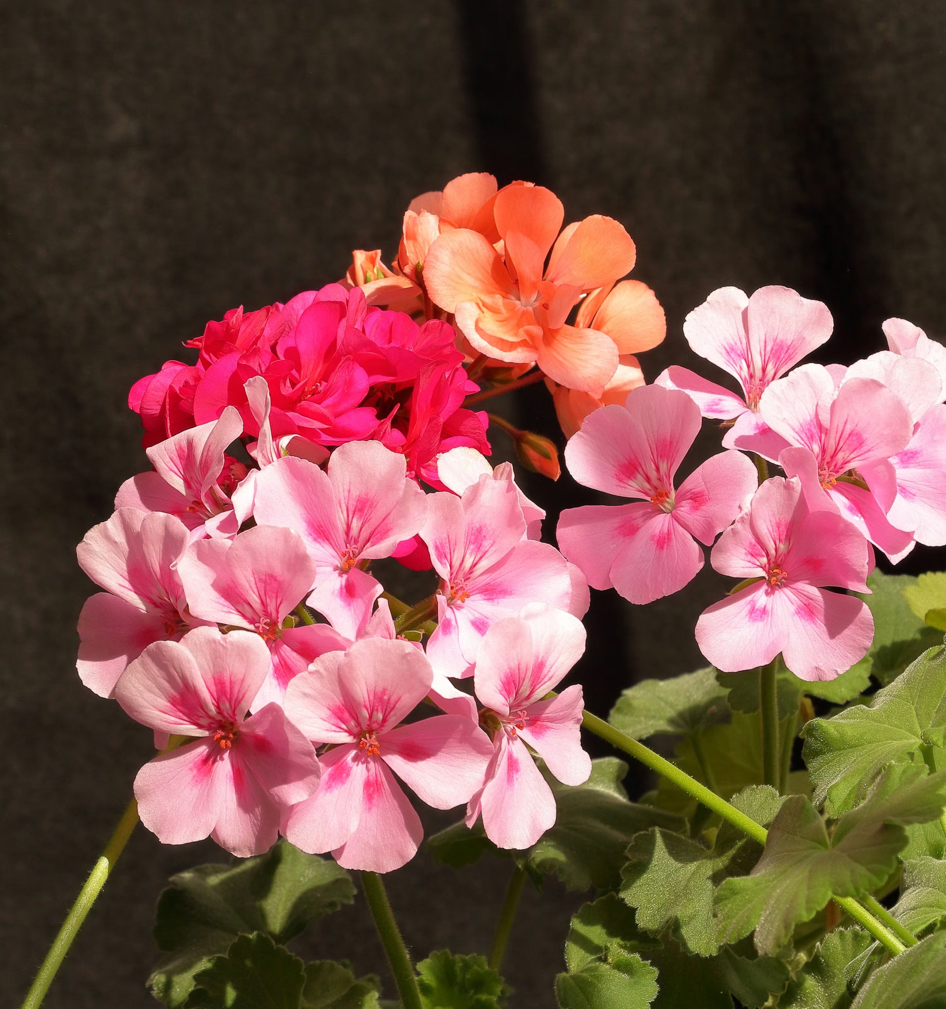 Pink and White Geranium Seeds for Planting - Beautiful Garden Blooms