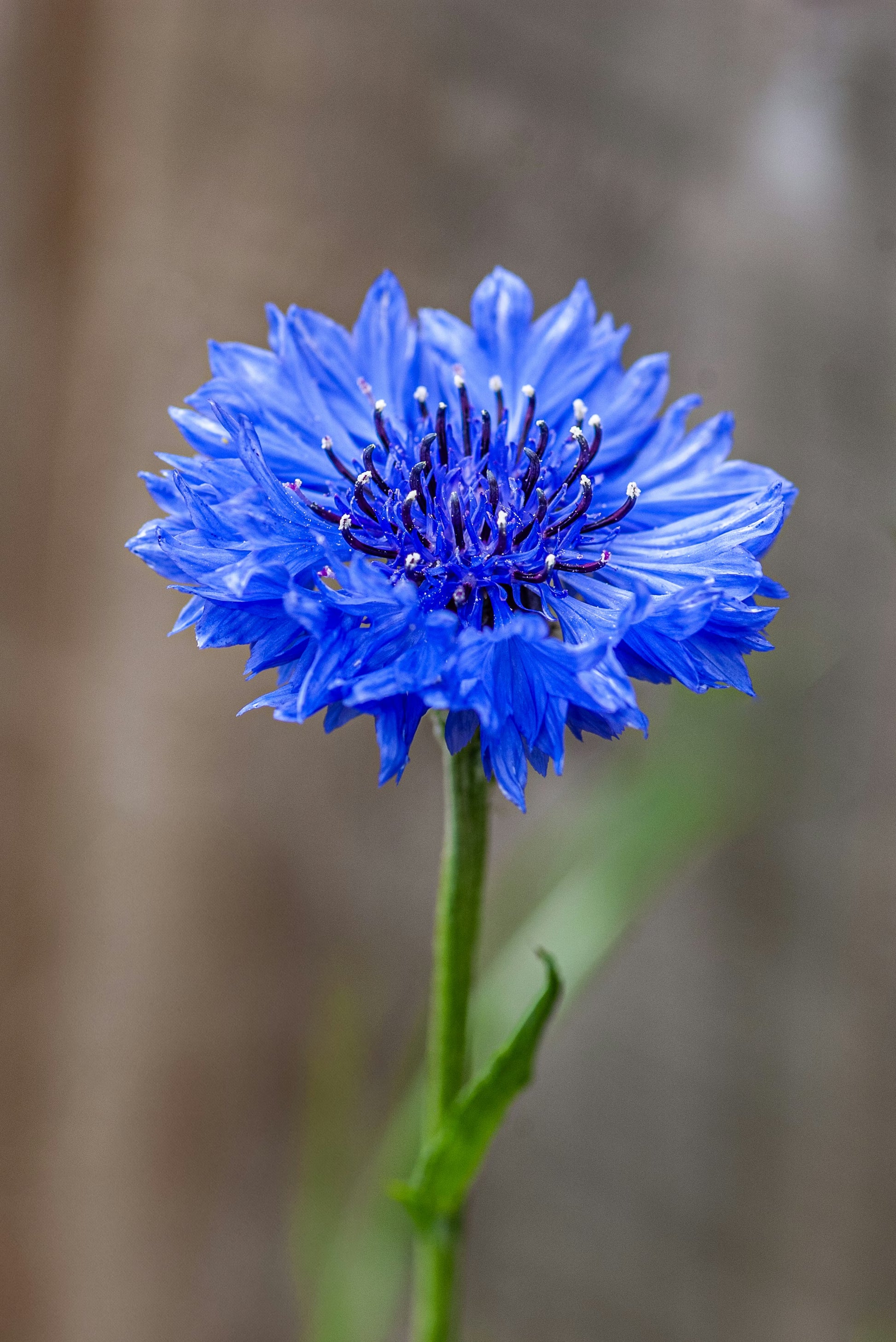 Cornflower Flower seeds for Planting - Easy to Grow, Heirloom & GMO Free Seeds for Home Garden