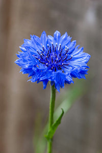 Cornflower Flower seeds for Planting - Easy to Grow, Heirloom & GMO Free Seeds for Home Garden
