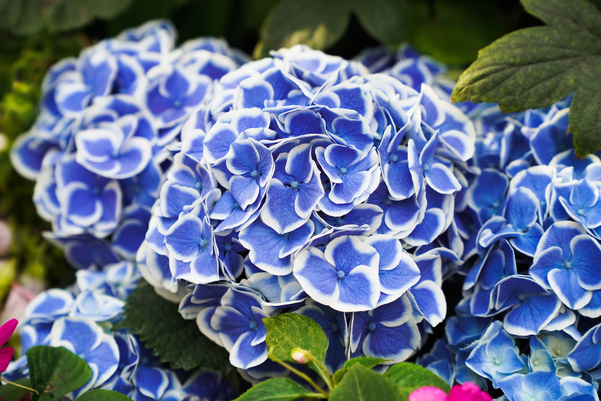 Blue White Hydrangea Flower seeds for Planting - Shade Tolerant, Heirloom & GMO Free Seeds for Home Garden