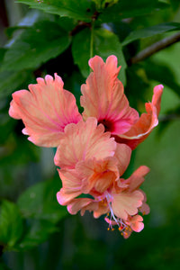 Hibiscus Peach Flower seeds for Planting - Cottage Garden Essential, Heirloom & GMO Free Seeds for Home Garden