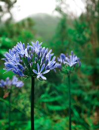 Agapanthus Flower seeds for Planting Premium Quality Heirloom & GMO Free Seeds for Home Garden
