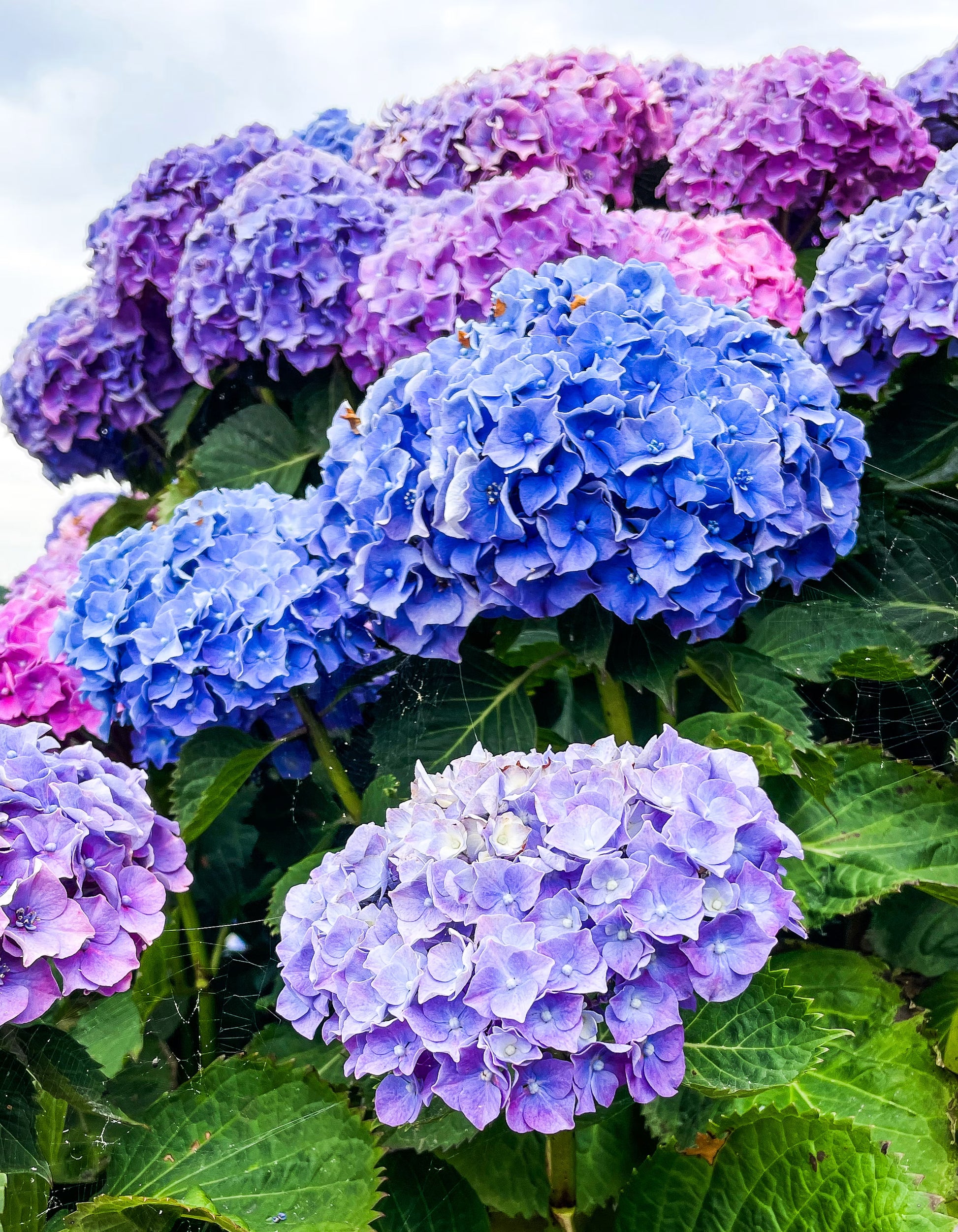 Blue Purple Hydrangea Flower seeds for Planting Long Bloom Season Heirloom & GMO Free Seeds for Home Garden 
 
 Sale