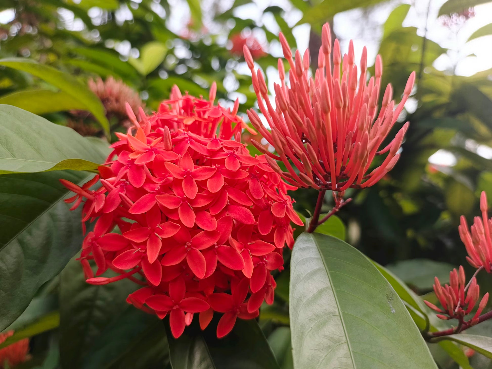 Enana Roja Flower seeds for Planting - Low Maintenance, Heirloom & GMO Free Seeds for Home Garden
