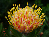 Orange Yellow Protea Flower seeds for Planting Fragrant Blossoms Heirloom & GMO Free Seeds for Home Garden
 
 Sale