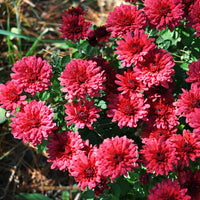 Chrysanthemum Deep Red Flower seeds for Planting - Long Bloom Season, Heirloom & GMO Free Seeds for Home Garden