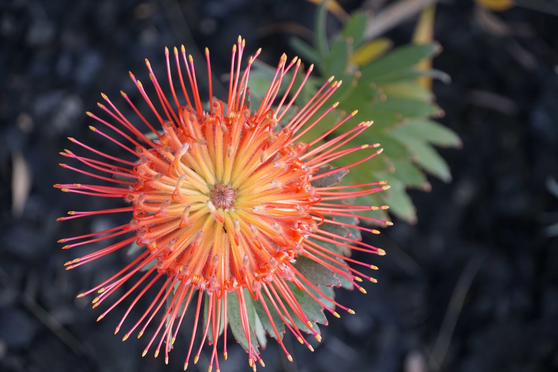 Orange Yellow Protea Flower seeds for Planting Fragrant Blossoms Heirloom & GMO Free Seeds for Home Garden
 
 Sale