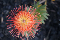 Orange Yellow Protea Flower seeds for Planting Fragrant Blossoms Heirloom & GMO Free Seeds for Home Garden
 
 Sale