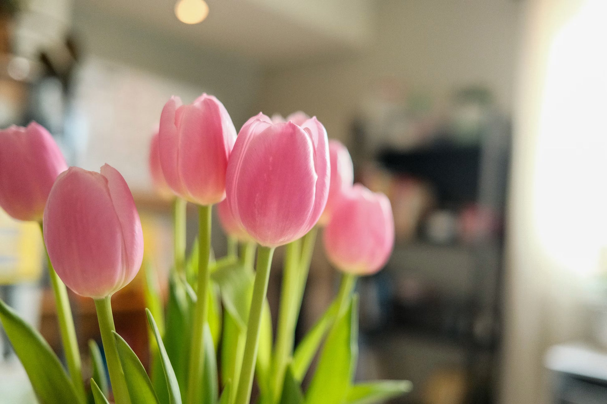 Light Pink Tulip Flower seeds for Planting - Premium Quality, Heirloom & GMO Free Seeds for Home Garden