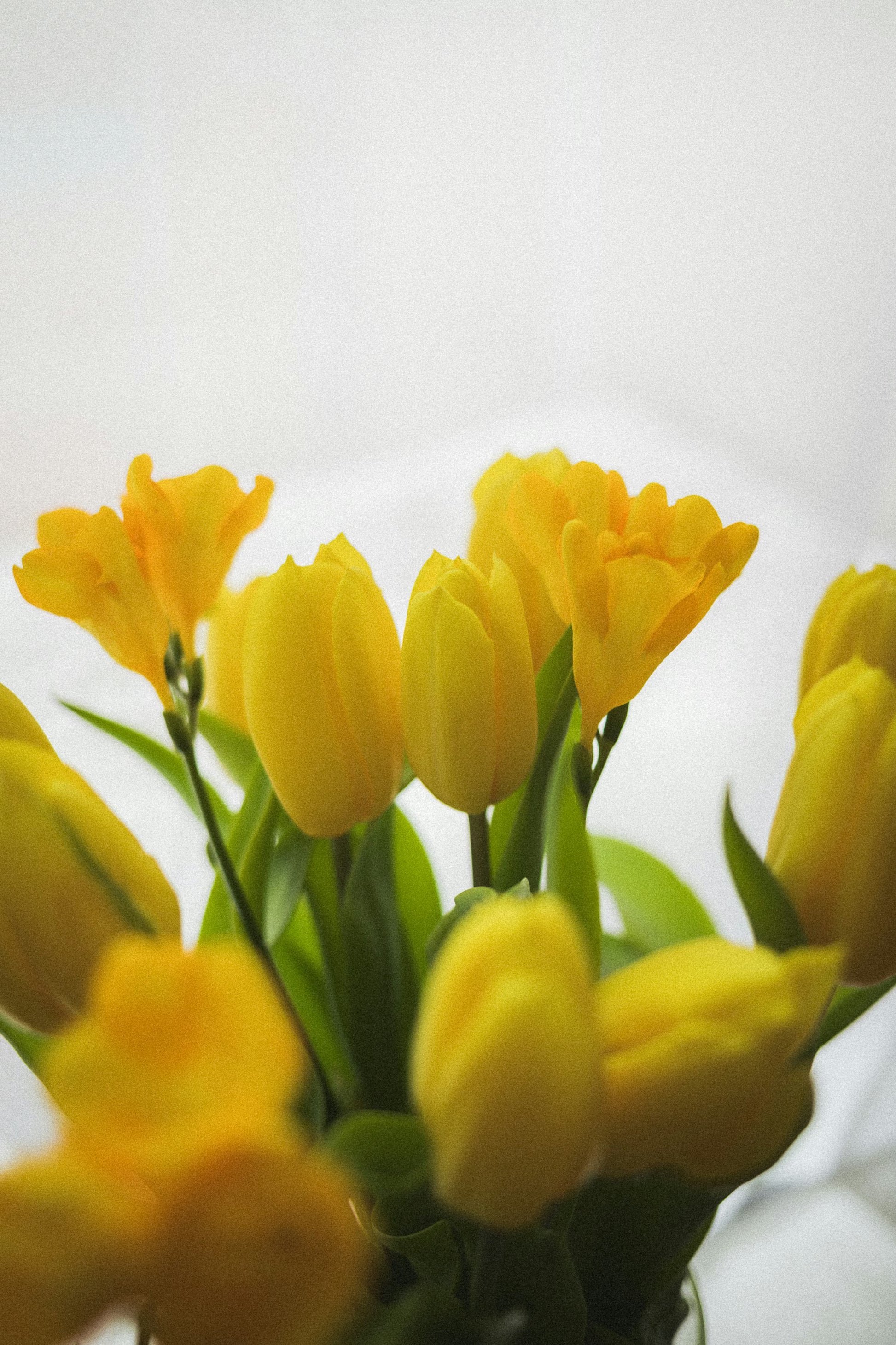 Deep Yellow Tulip Flower Seeds for Planting Compact Growth Heirloom & GMO Free Seeds for Home Garden
 
 Sale