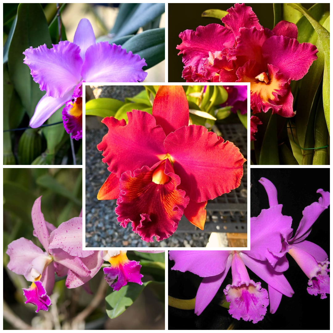 Mixed Cattleya Flower seeds for Planting - Cut Flower Favorite, Heirloom & GMO Free Seeds for Home Garden